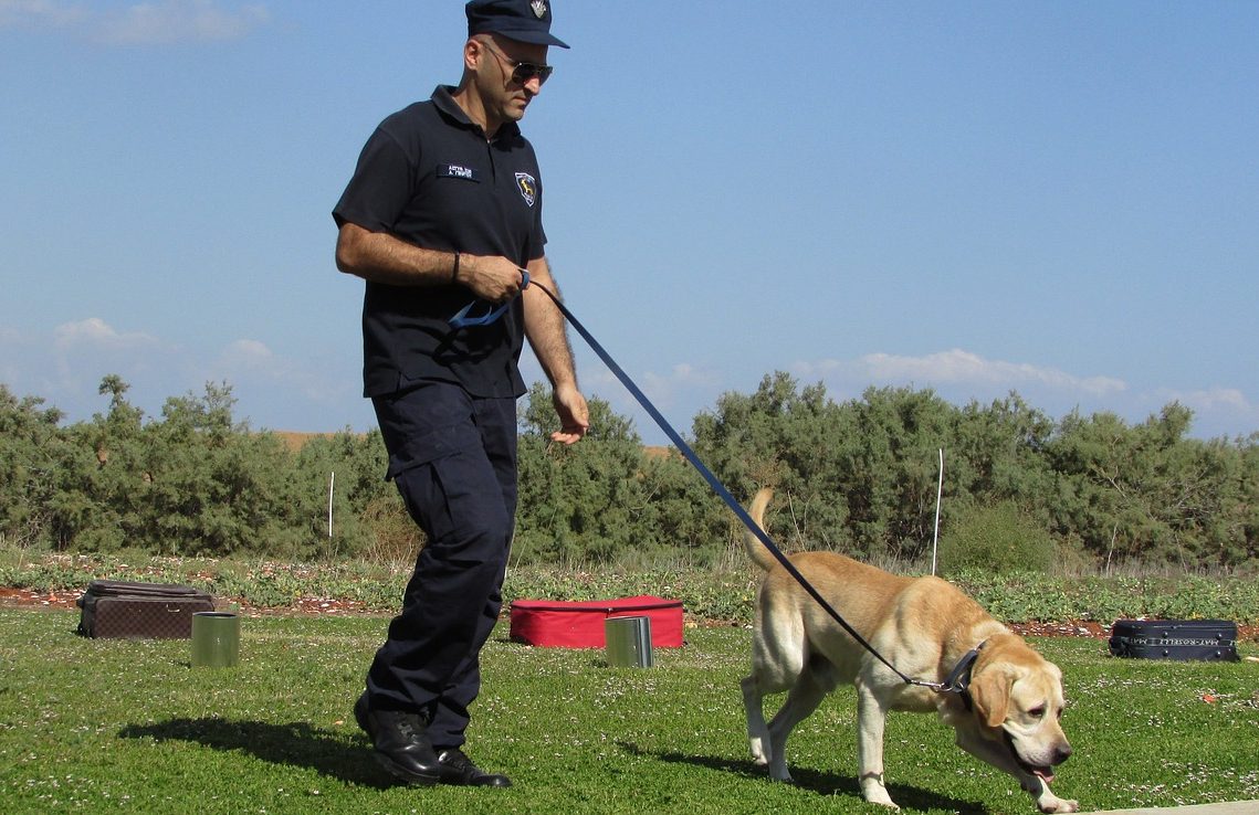 Master Dog Training Video Tutorials for Lasting Results