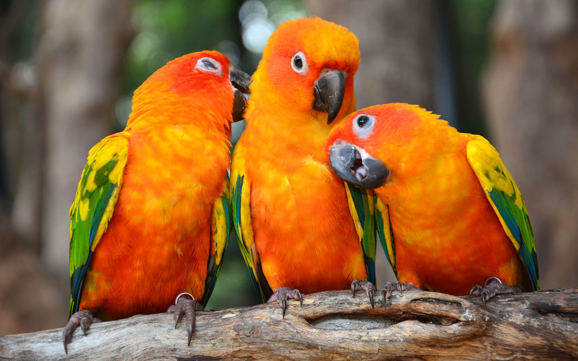 Cockatoo Parrots – Premium Exotic Birds Amazing Birds Farm