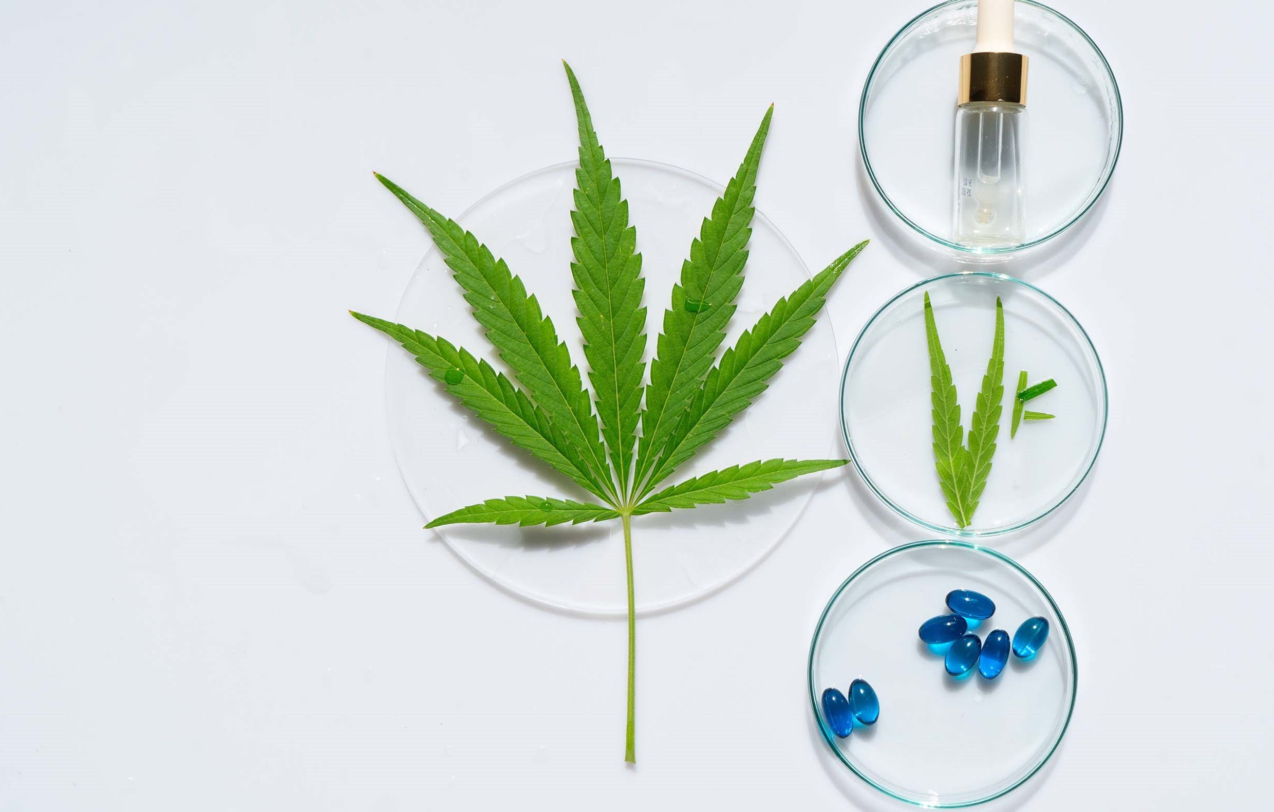 Cannabis club hamburg | Nachhaltiger Cannabisanbau
