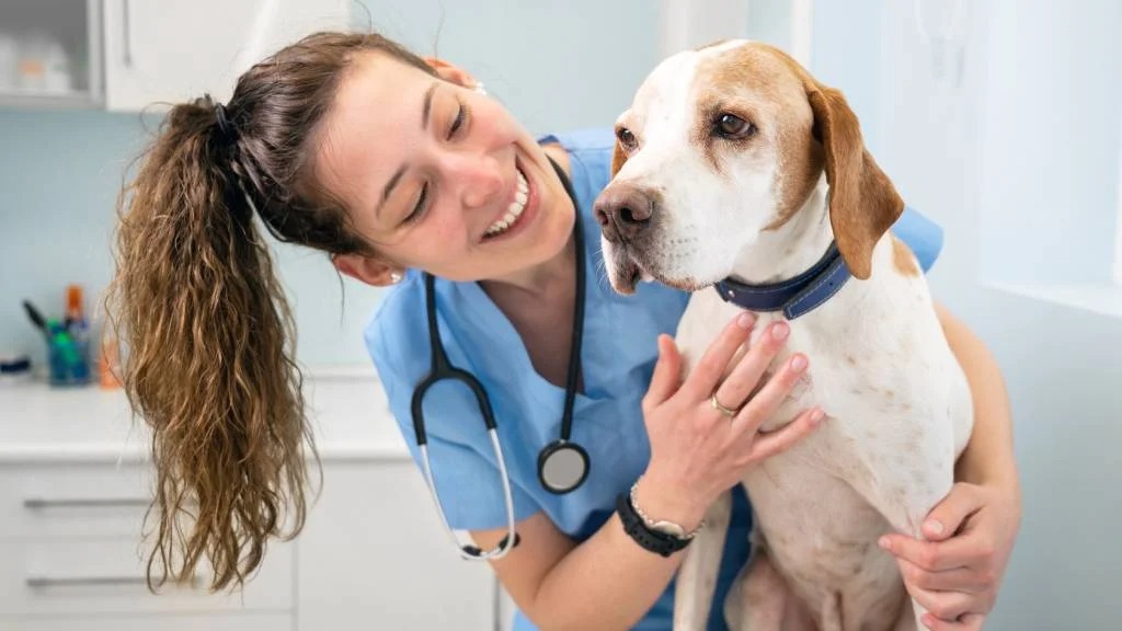 Fast Pet Certificates Before You Travel via Vet Home Certs