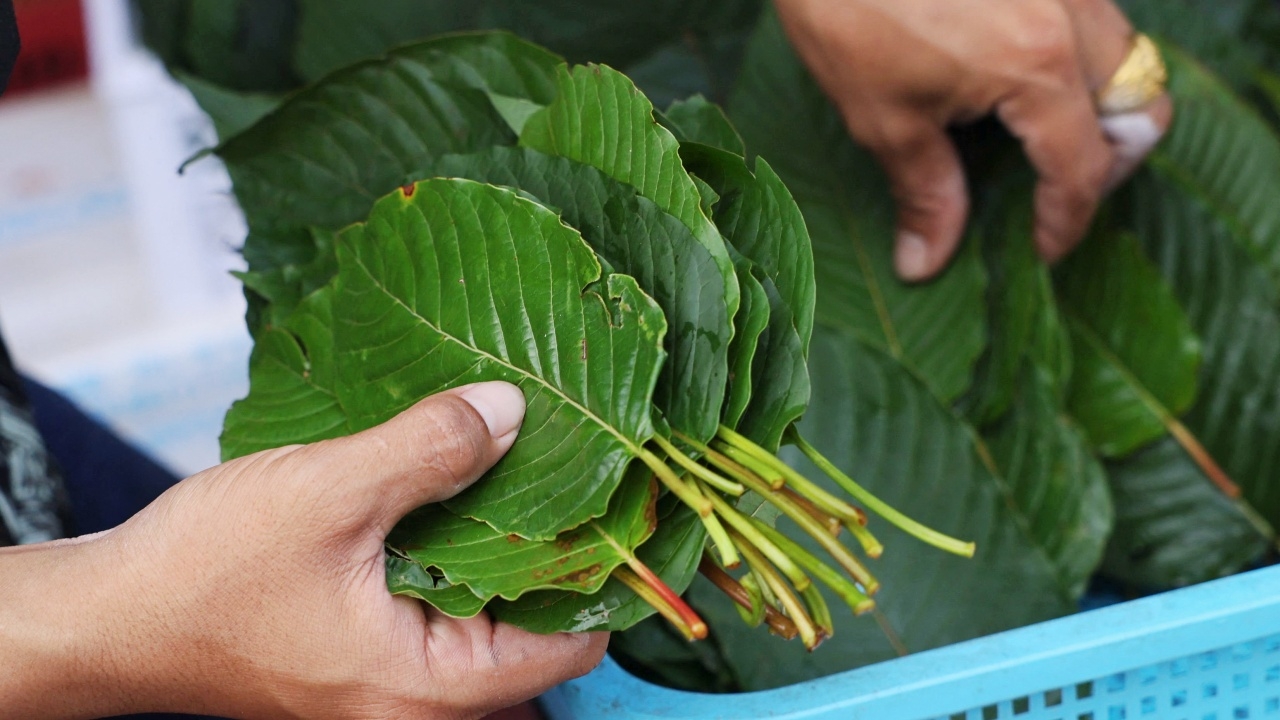 ประวัติความเป็นมาของกระท่อมในประเทศไทย
