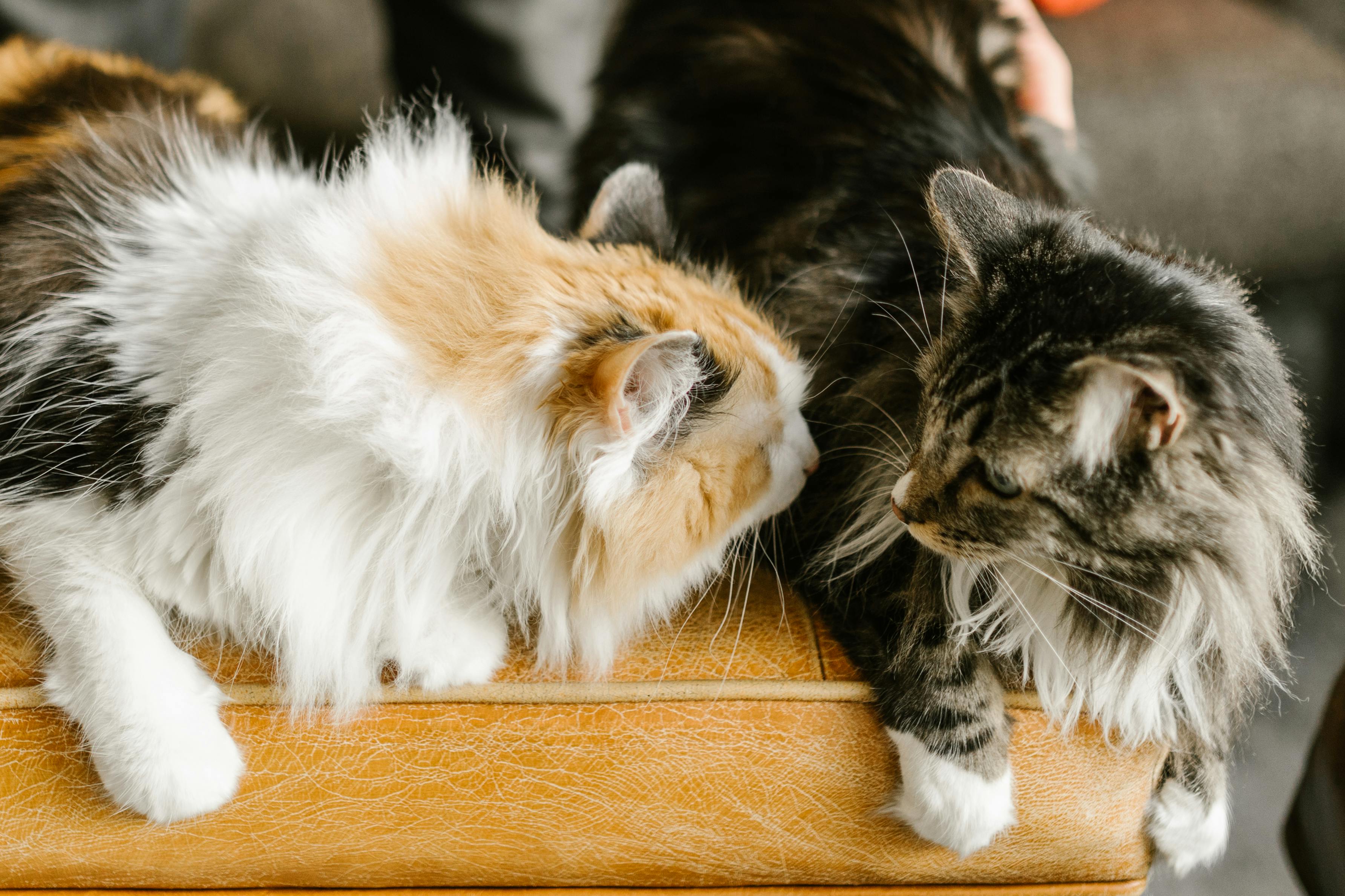Giant, Gentle Maine Coon Kittens for Sale – Visit Our Roseville Cattery